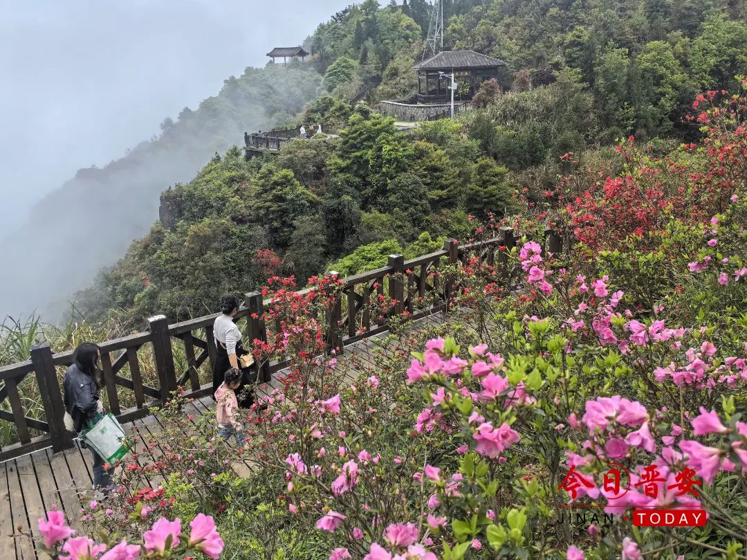 绝美！漫山遍野！错过再等一年！