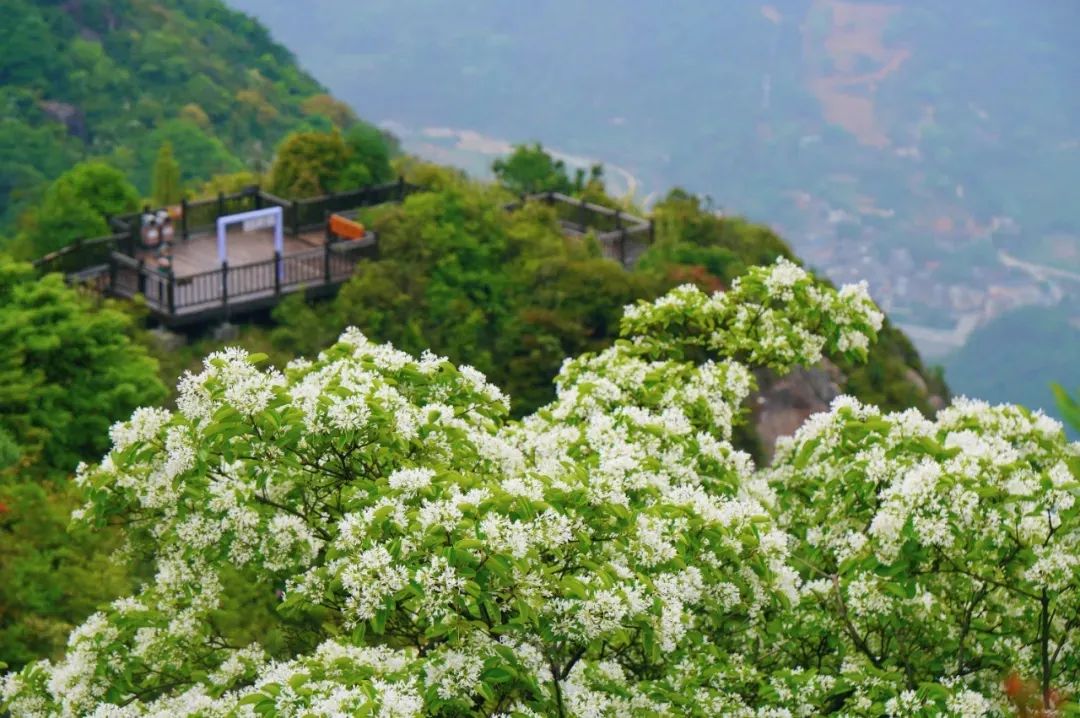 绝美！漫山遍野！错过再等一年！