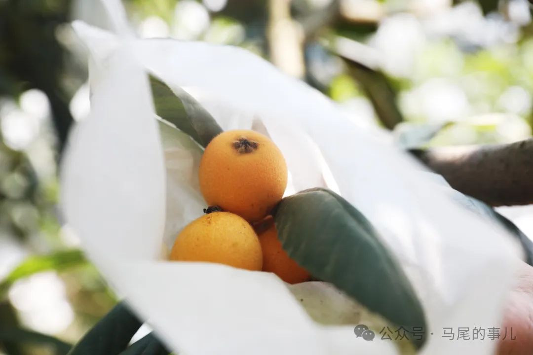 这款妈妈最爱叫你吃的水果 在琅岐上市了