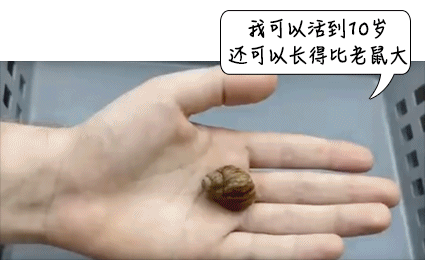紧急提醒！雨后看到这种动物千万别碰！很危险……
