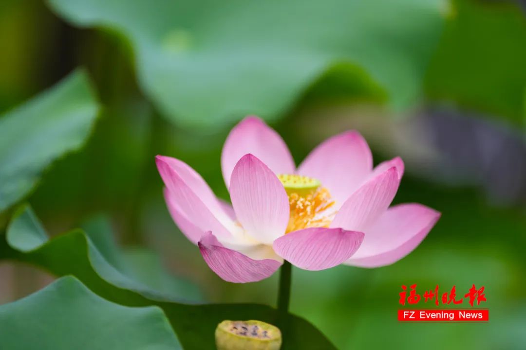 打卡！打卡！福州这里，绝美！