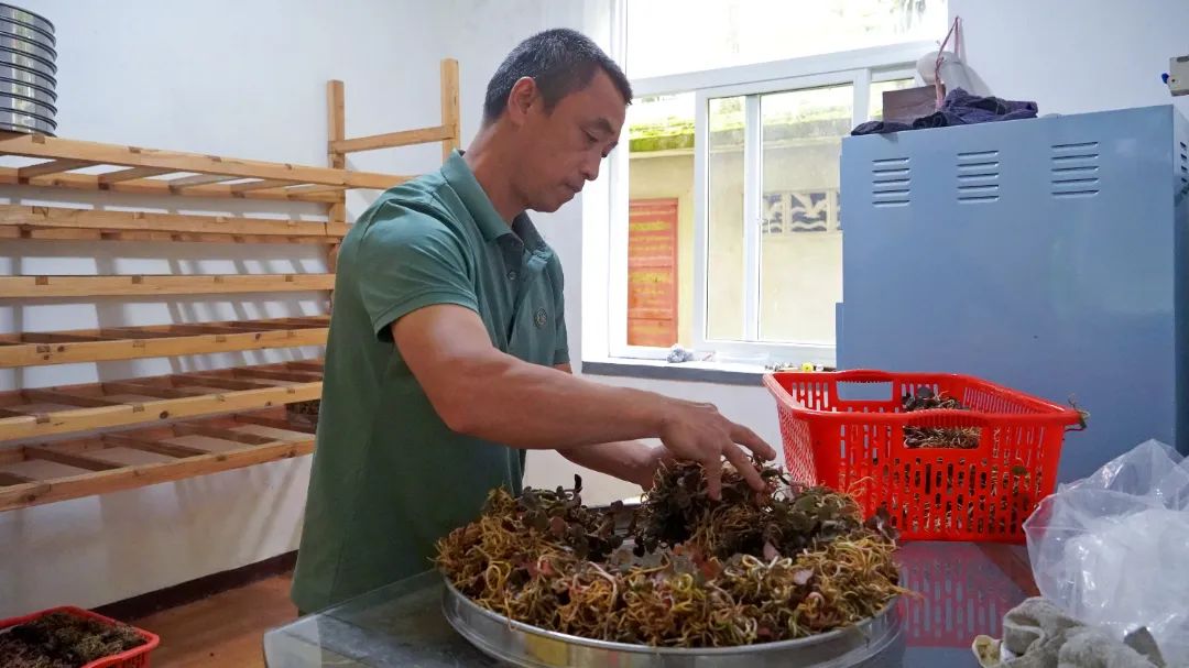 期待！闽清林下培育金线莲进入采收期！
