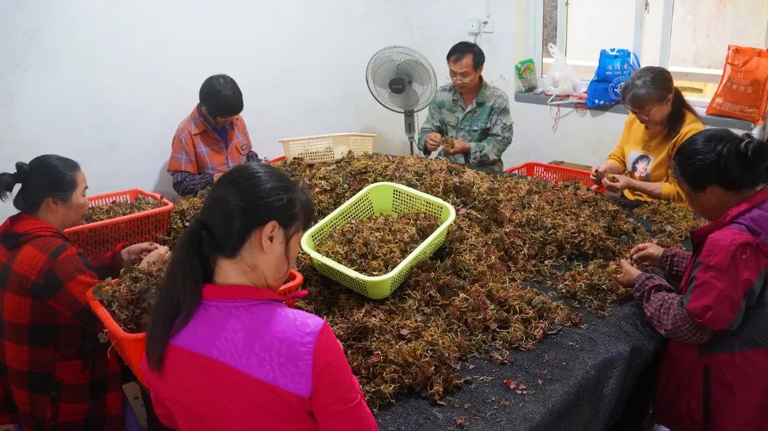 期待！闽清林下培育金线莲进入采收期！