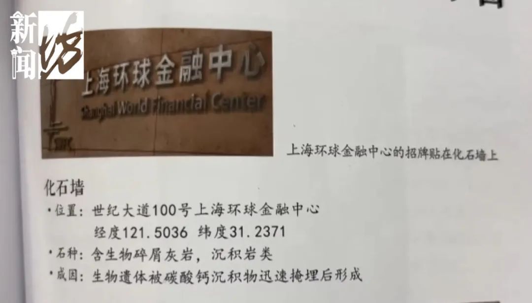 小学生在瑞金医院发现上亿年前化石