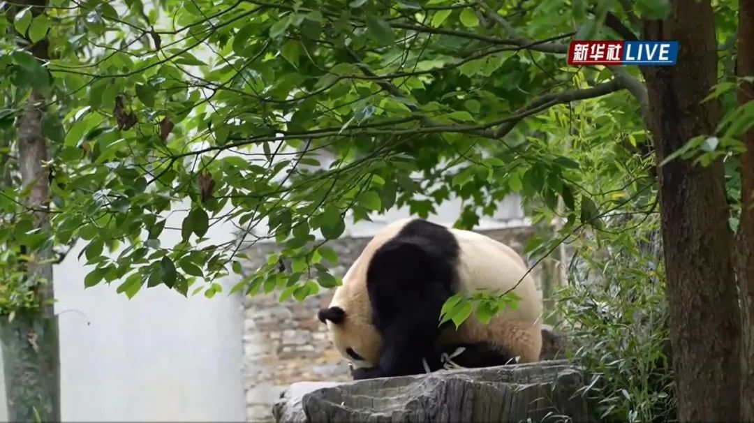 福宝，闪亮登场！