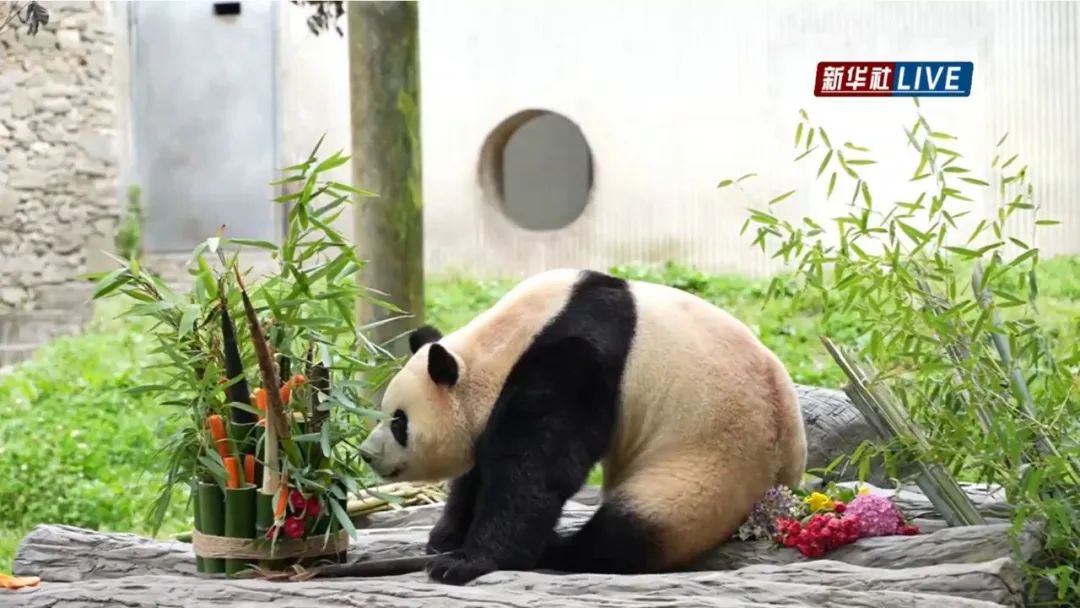 福宝，闪亮登场！