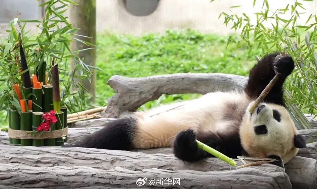 福宝，闪亮登场！