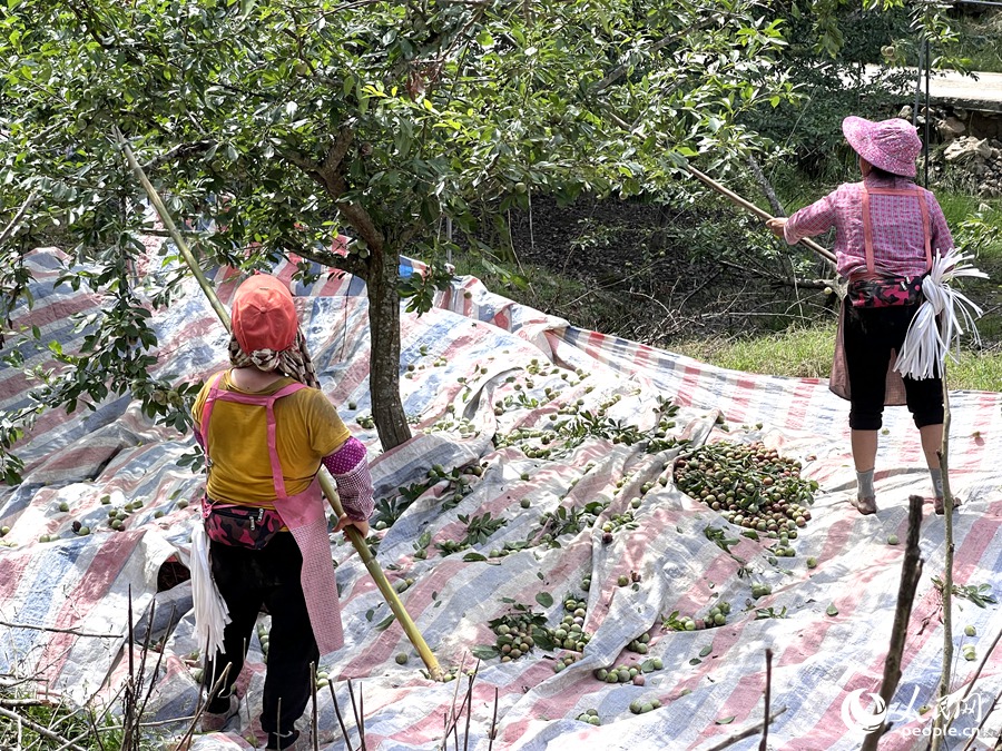 一颗小李子缘何撑起一个大产业？