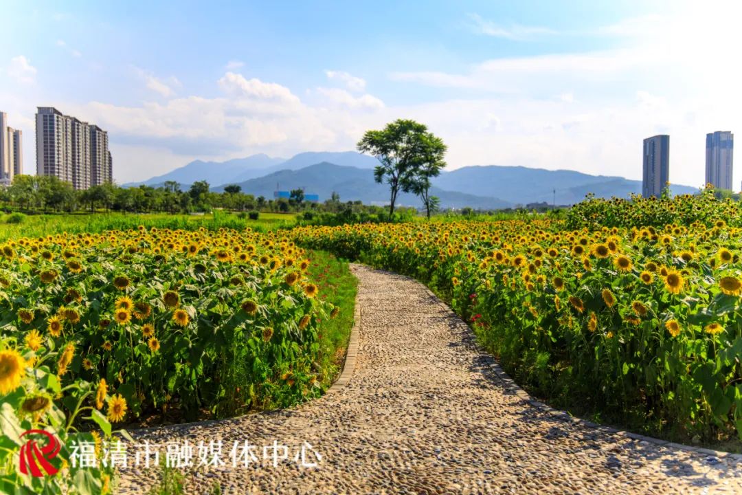 “福清爱情”主题花海来了！就在这里