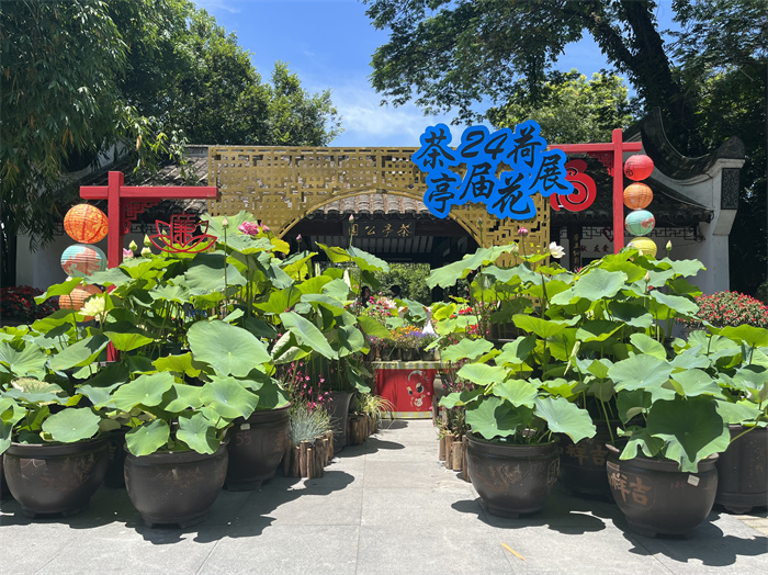 追新看点｜“妈，荷花头像可以换新啦！”来看福州有“荷”典故→