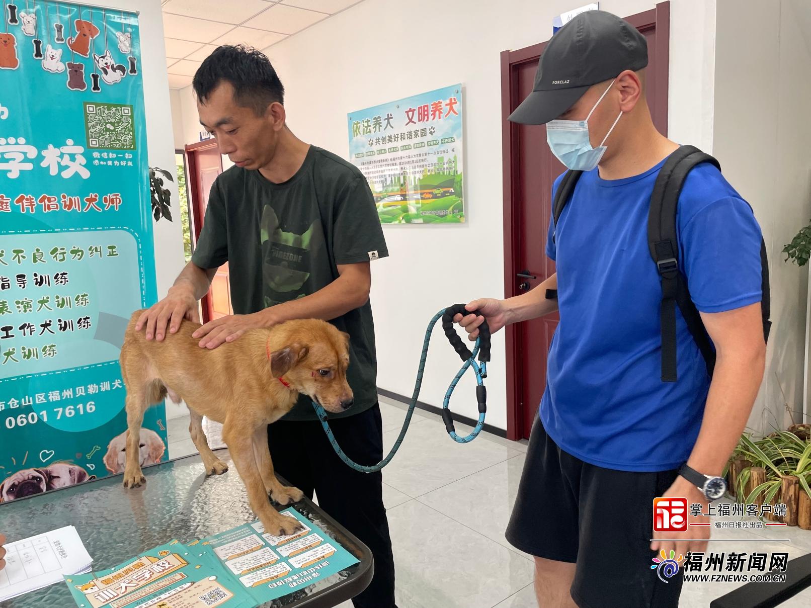 福州流浪犬有了新归宿 领养指南来了