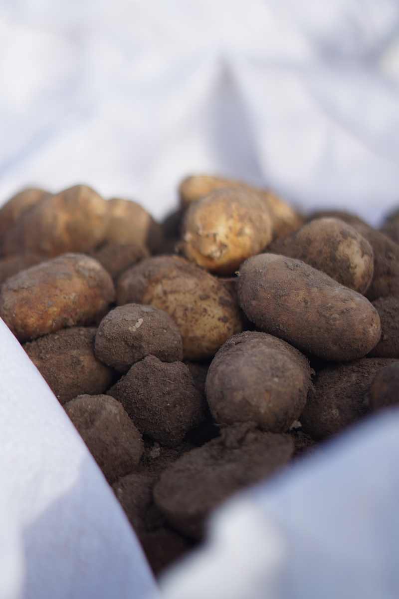 麦当劳大薯日打造中式消“薯”凉方，开启七天7元大薯优惠狂欢